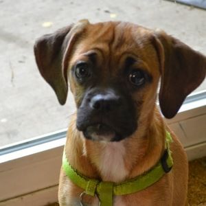 Meet your Posher, Samantha